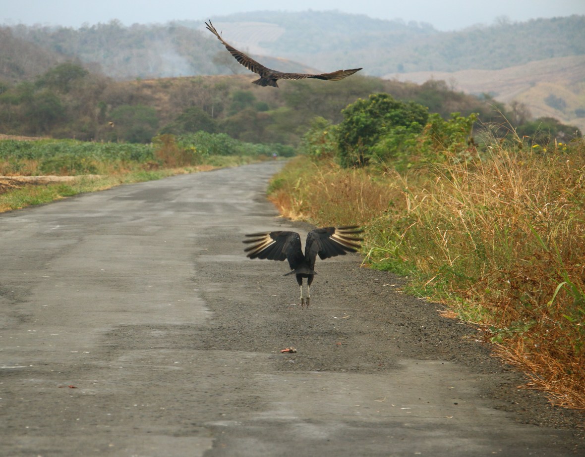 They would have gotten run over had they not flown out of the way.