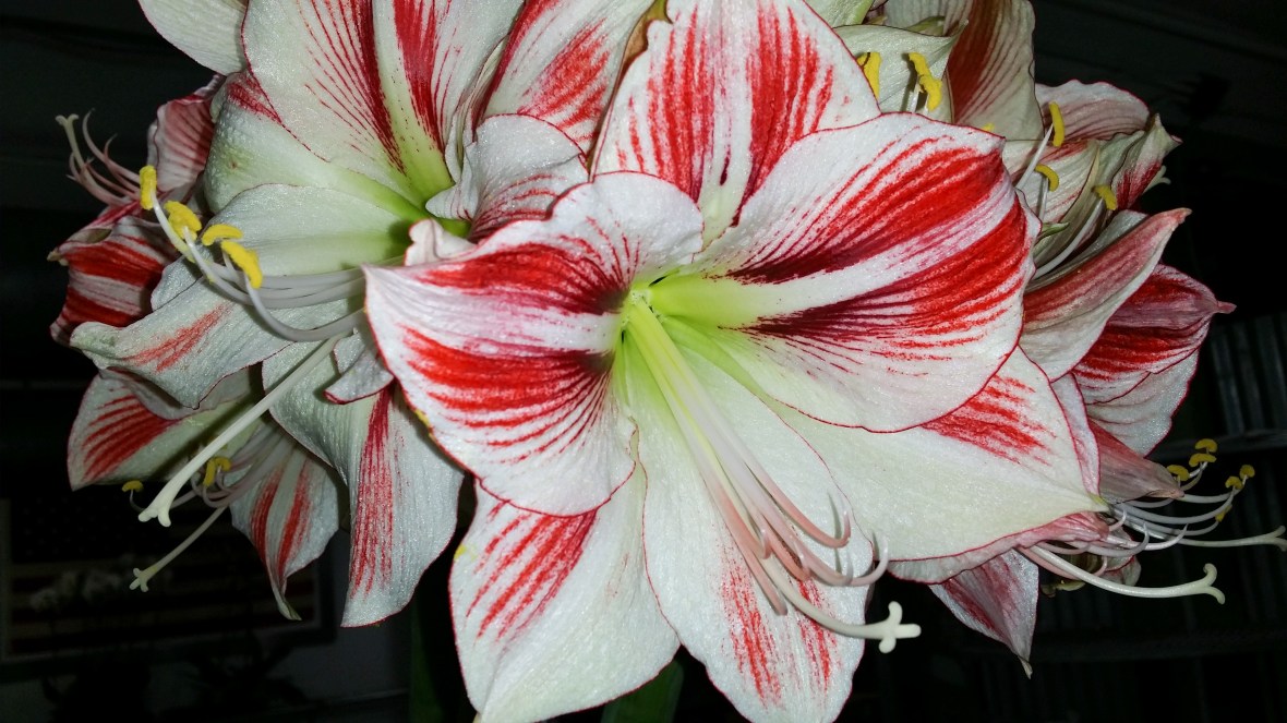 White & Red Amaryllis