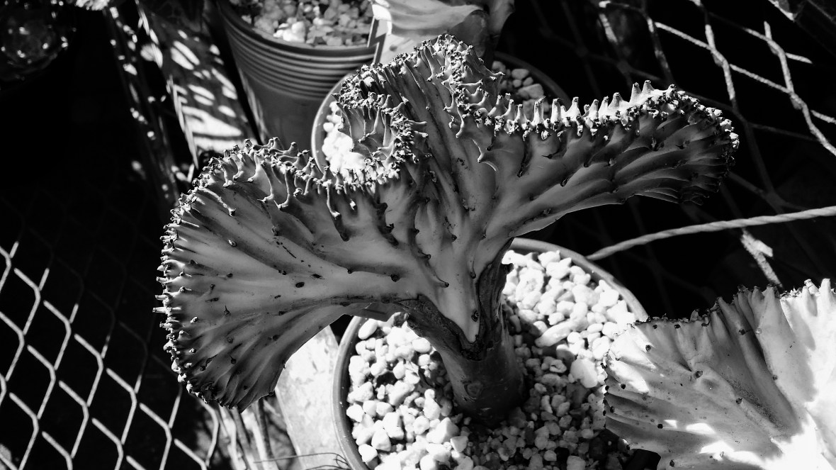 Exotic & Everlasting Cactus