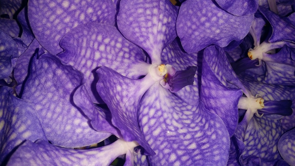The Purple Speckled Orchid