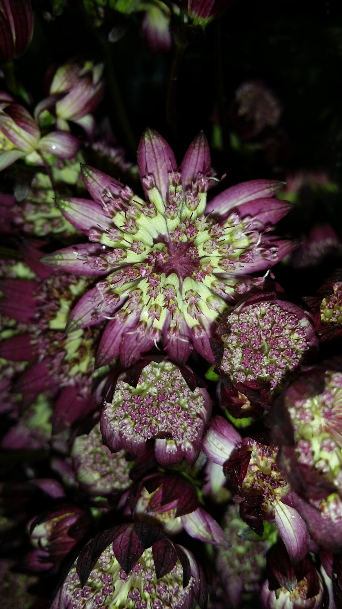 Purple & Green Astrantia Flowers