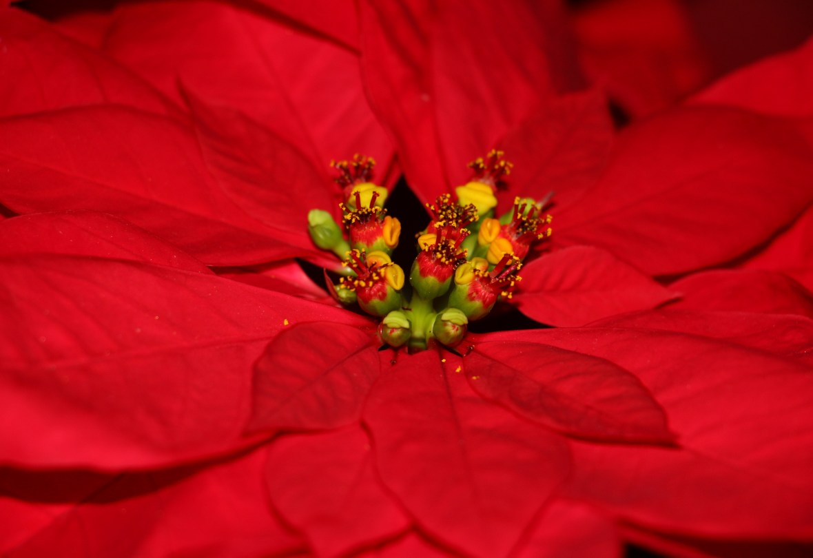 Center Of A Red Poinsettia