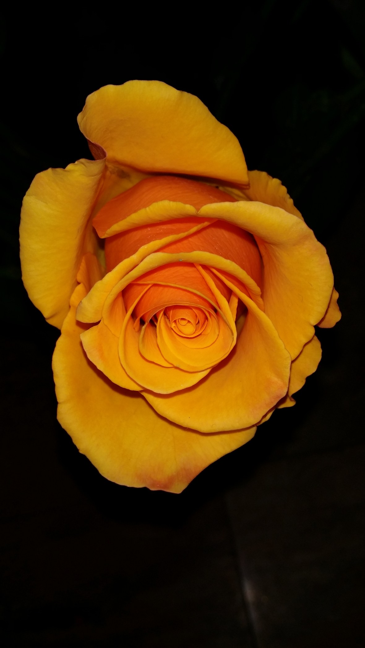 Golden Yellow Rose Black Background