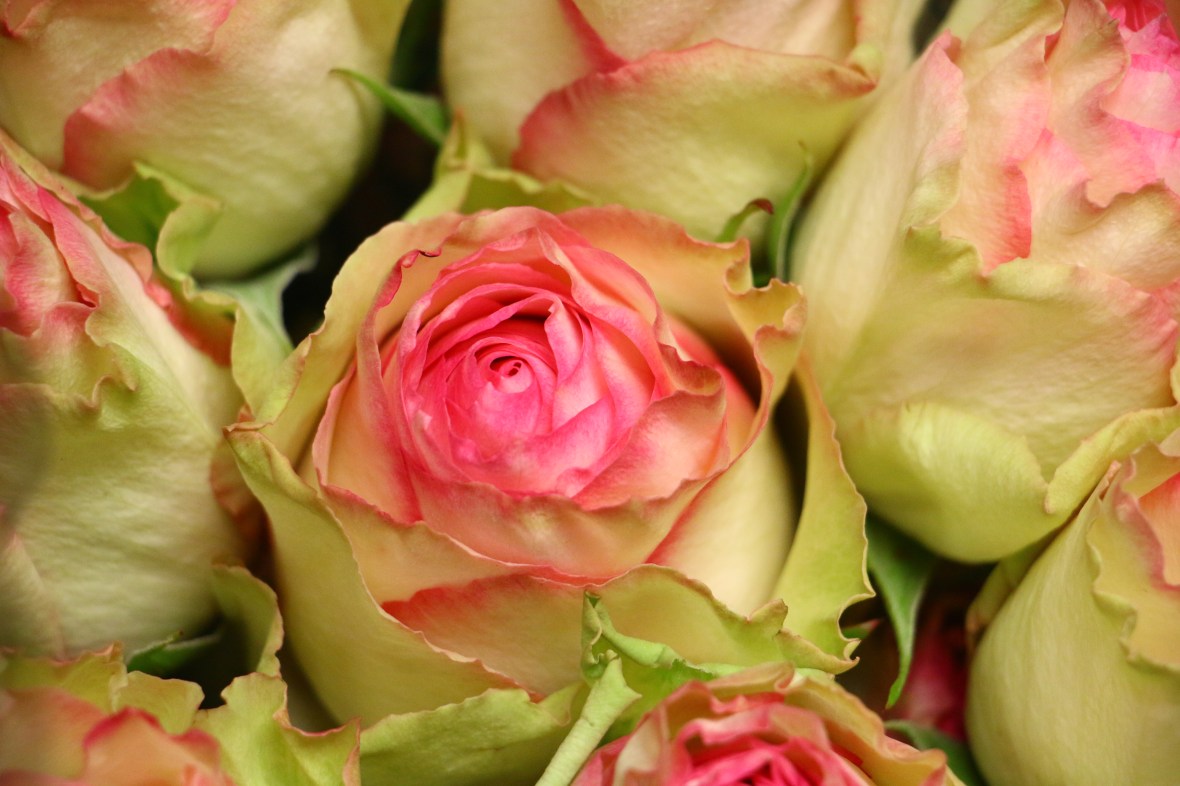 Pink & Green Roses