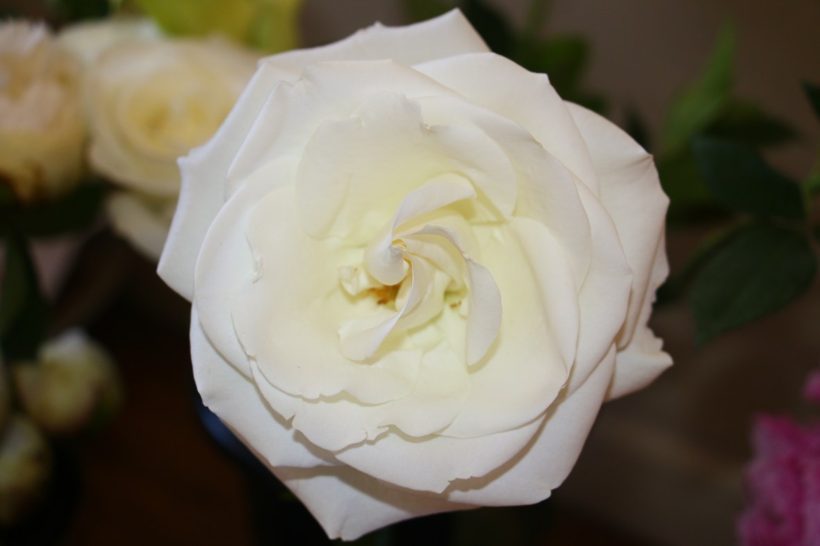 The Grand White Rose II