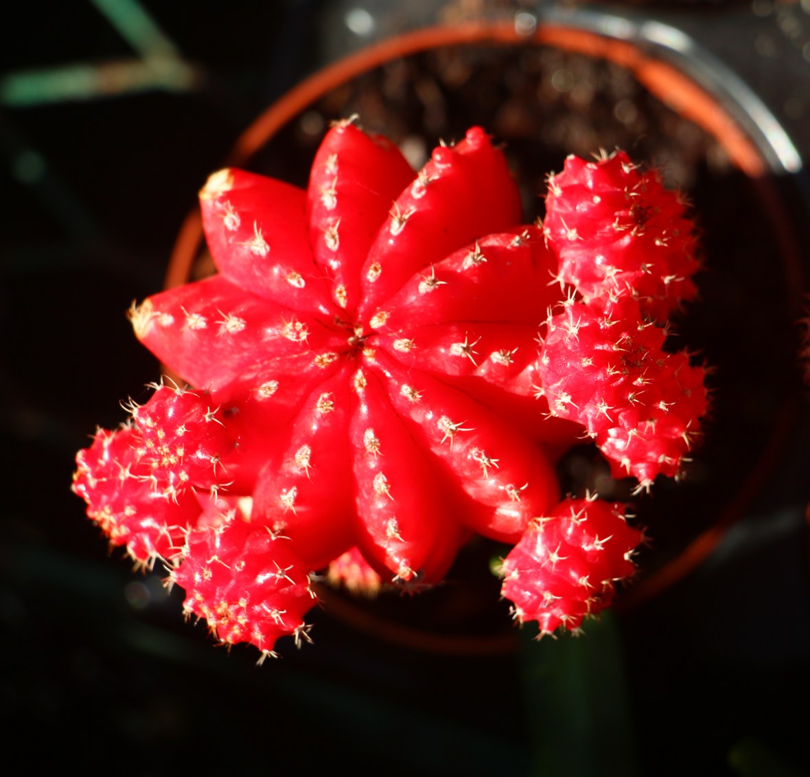 Red Moon Cactus