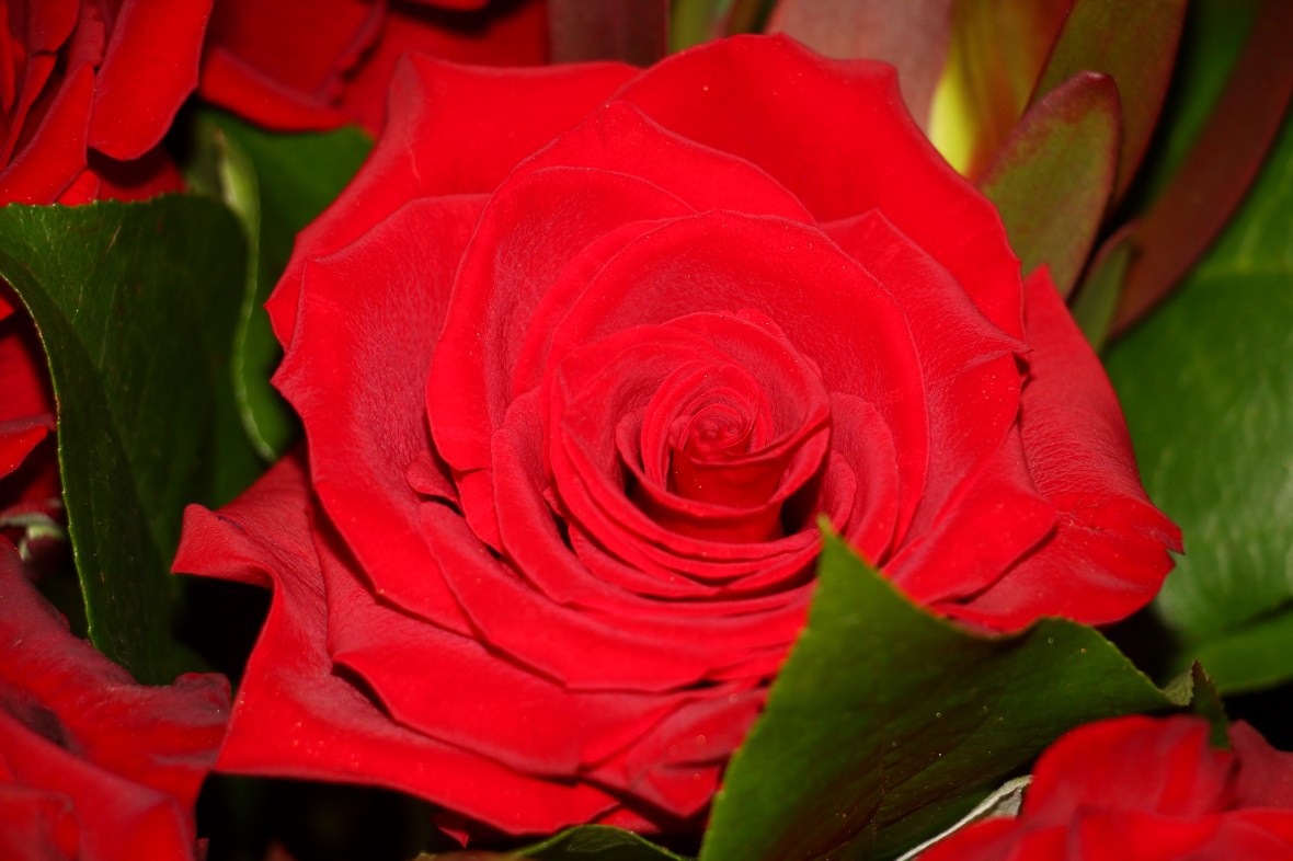 Rose Red
