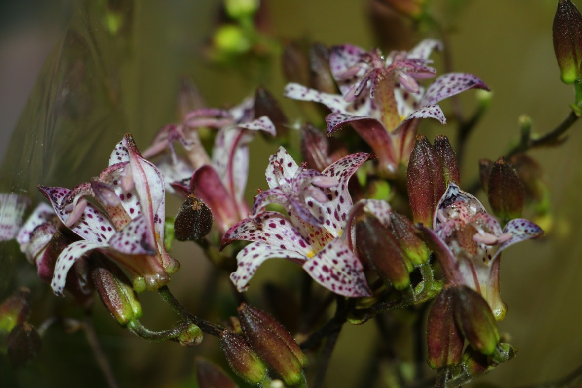 White & Purple Speckled Toad Lilies