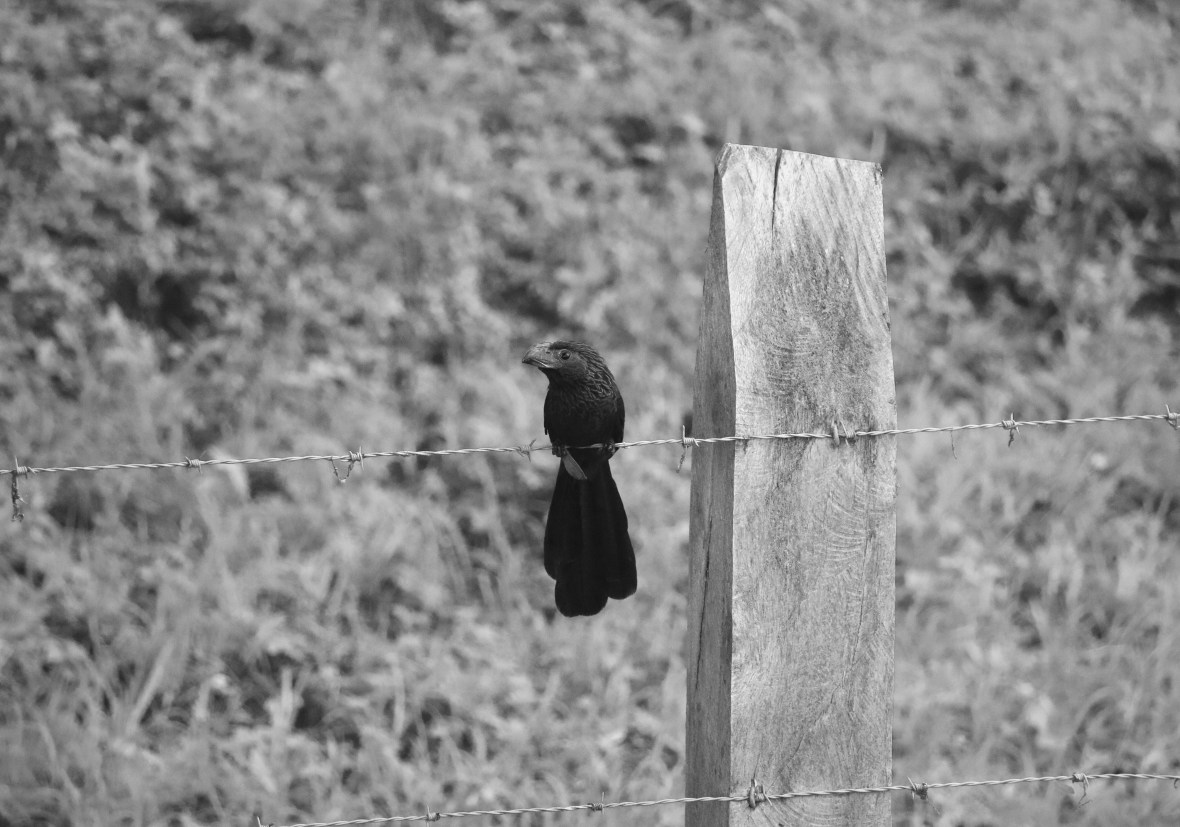 Black Bird On A Wire