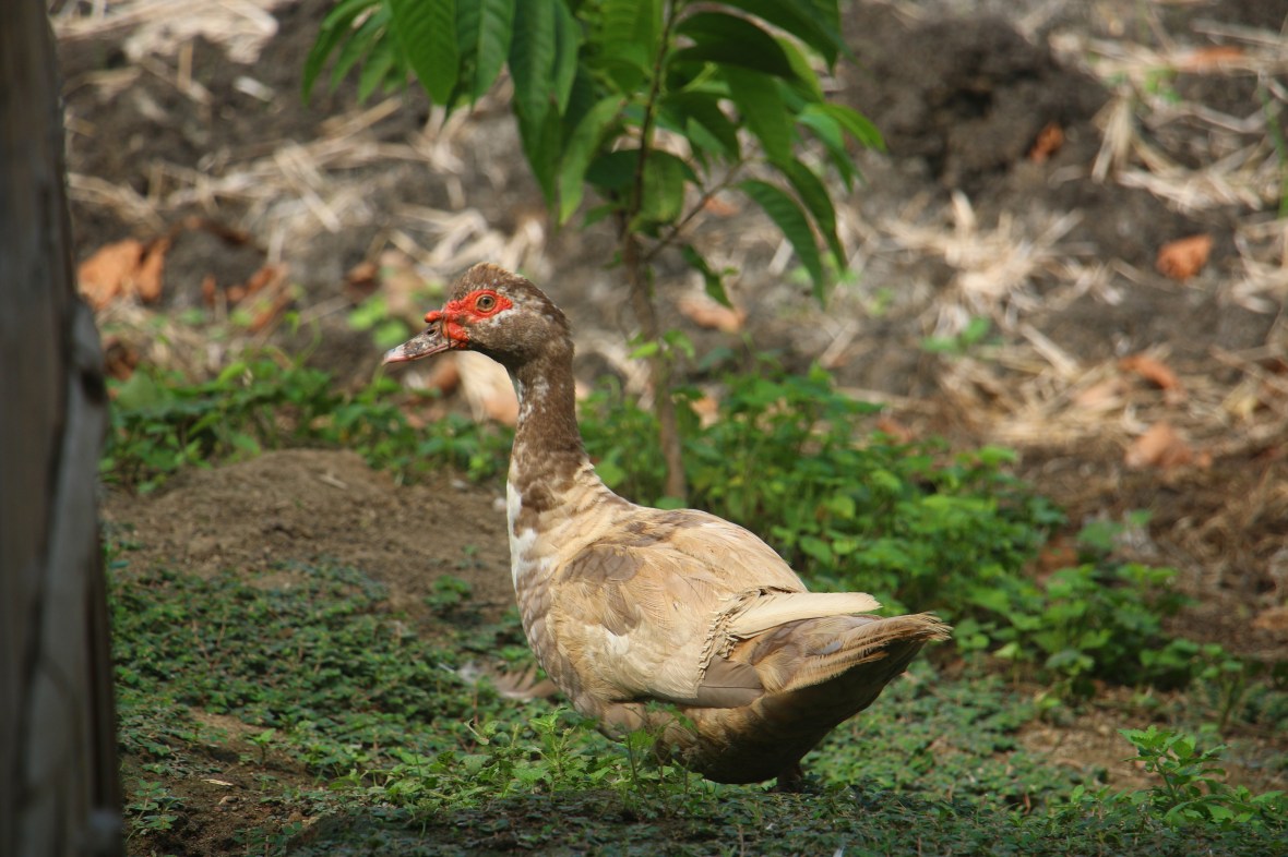 Brown Mallard of Ecuador