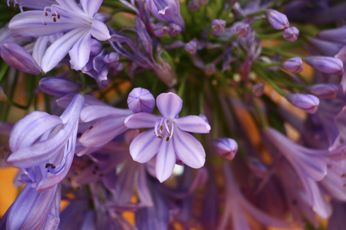 Lavender Agapanthus "3"