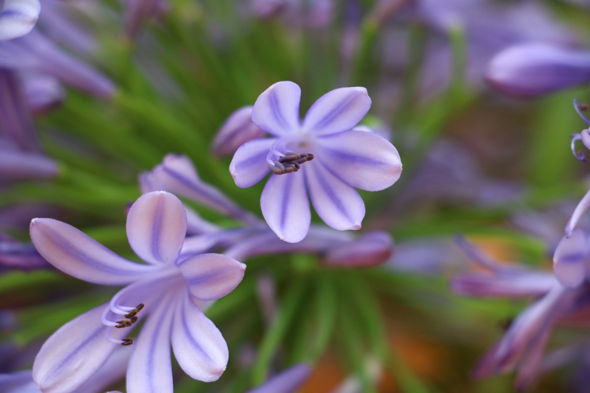 Lavender Agapanthus "2"