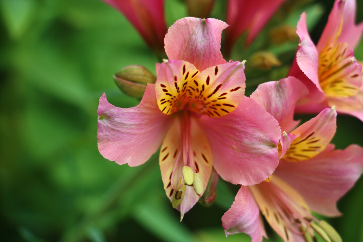 Hot Pink & Yellow Alstroemeria