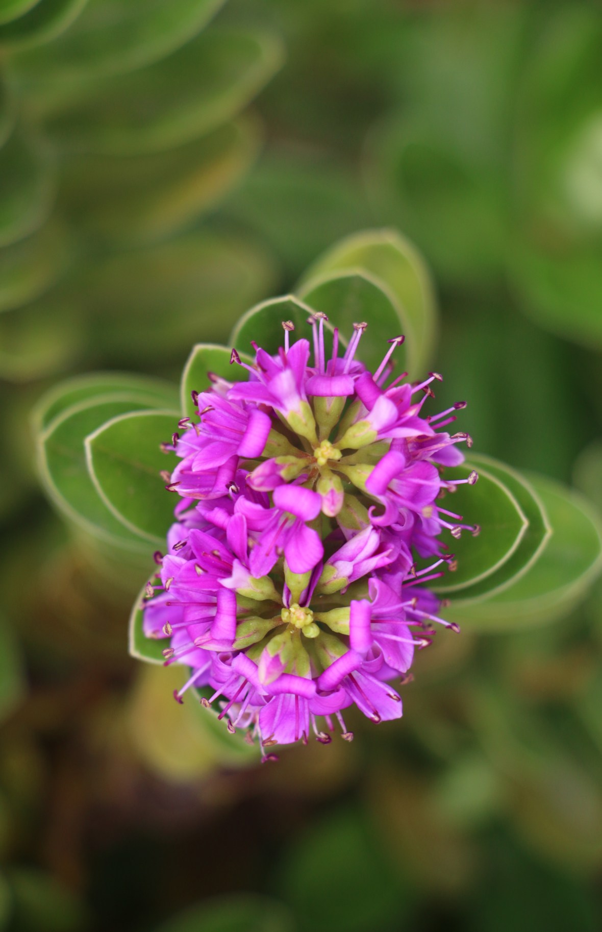 Purple Flowers of Chile II