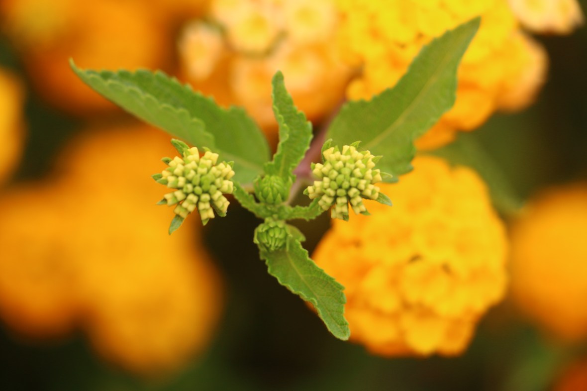 "Golden Lantana Buds"
