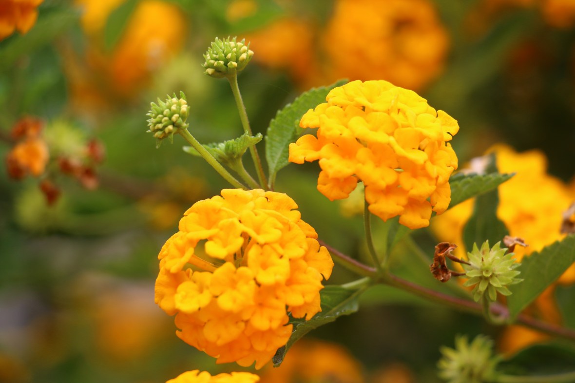 Golden Lantana Twin Profile Right