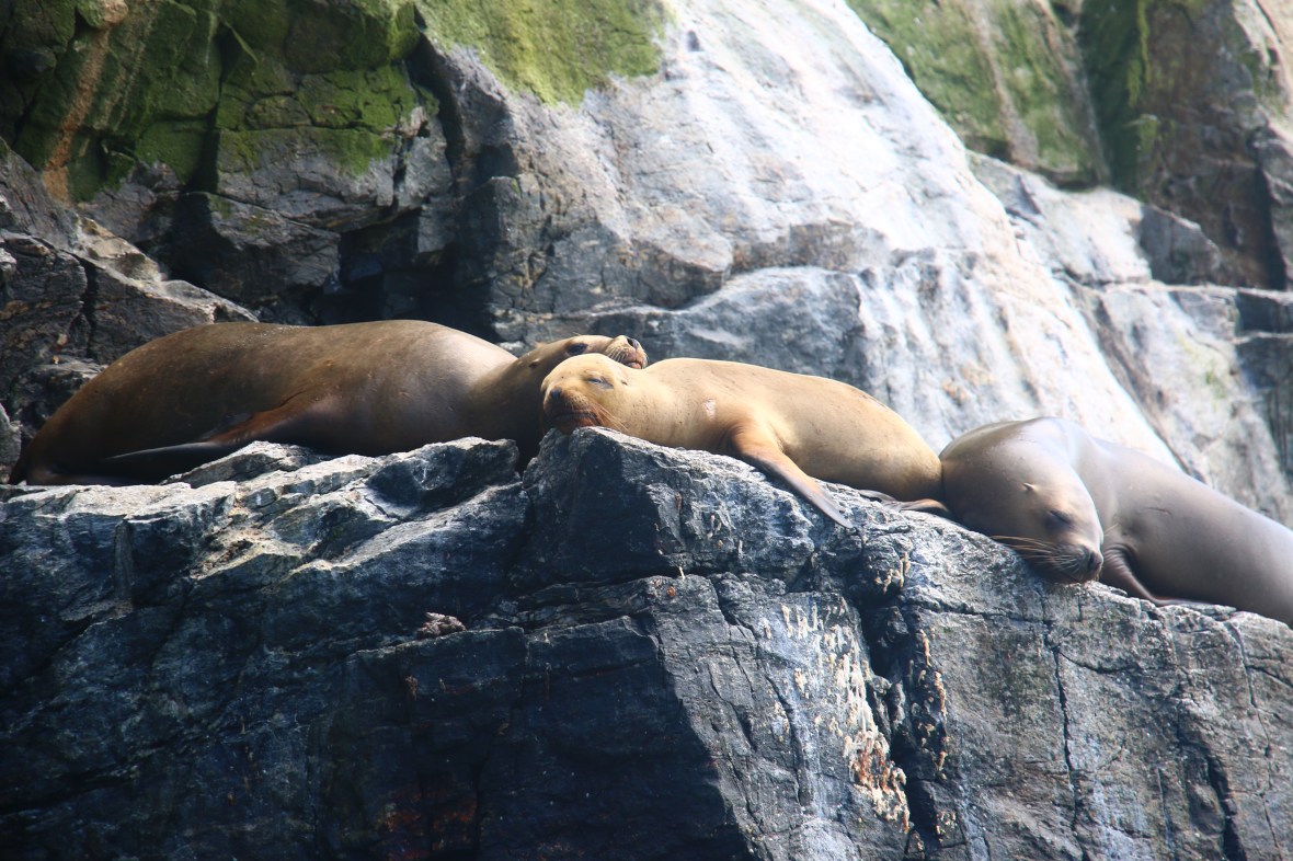 Seal Trio Lounging