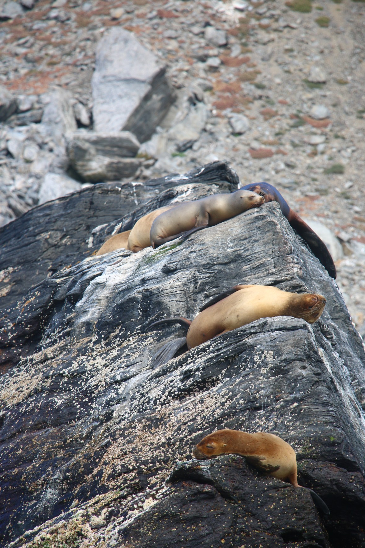 Seals Lounging 2