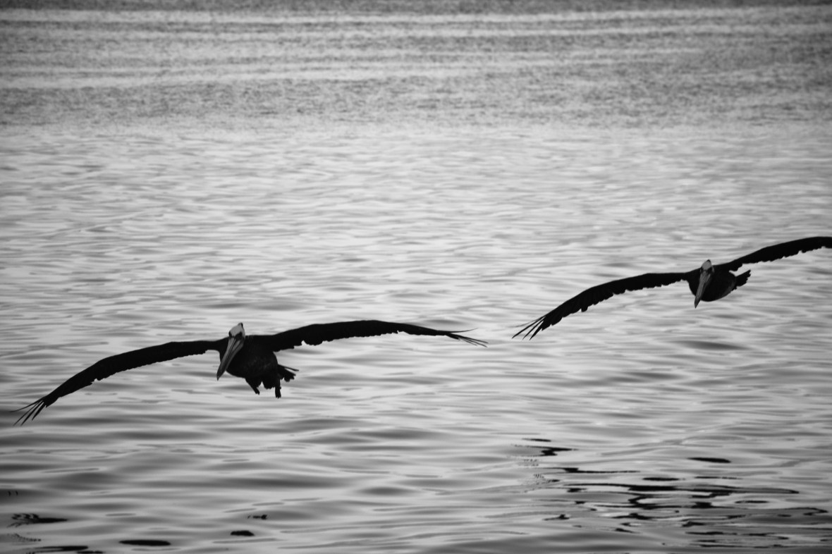 Twins Incoming Los Pelicanos