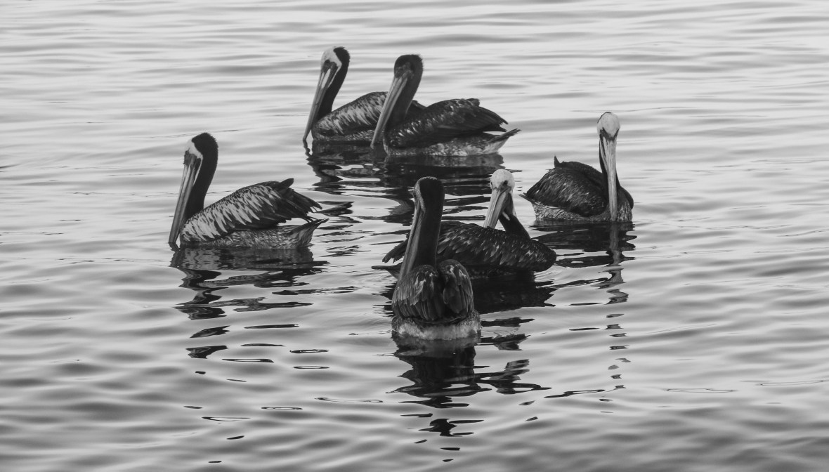 Los Pelicanos B + W (The Circle)