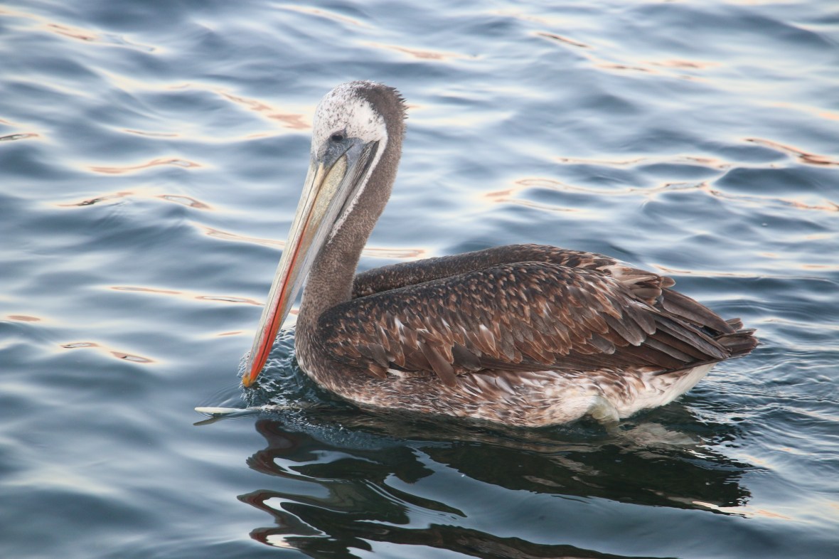 The Pelican 