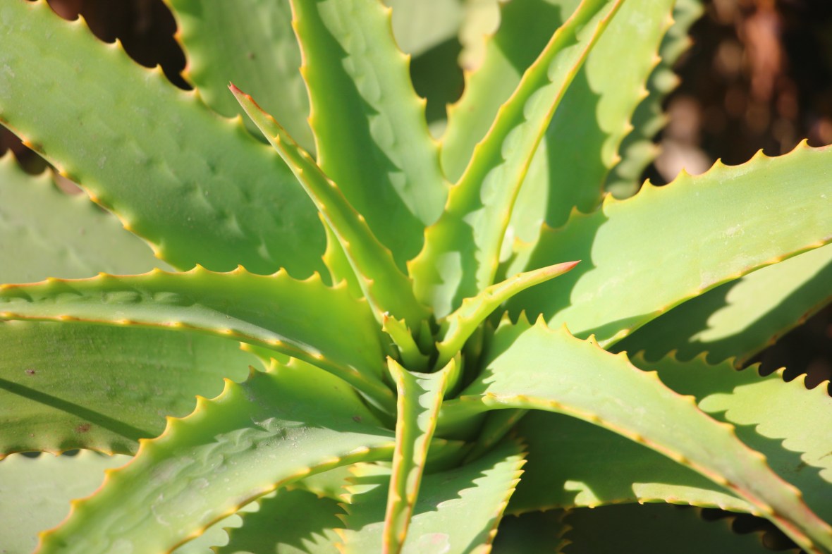 Aloe