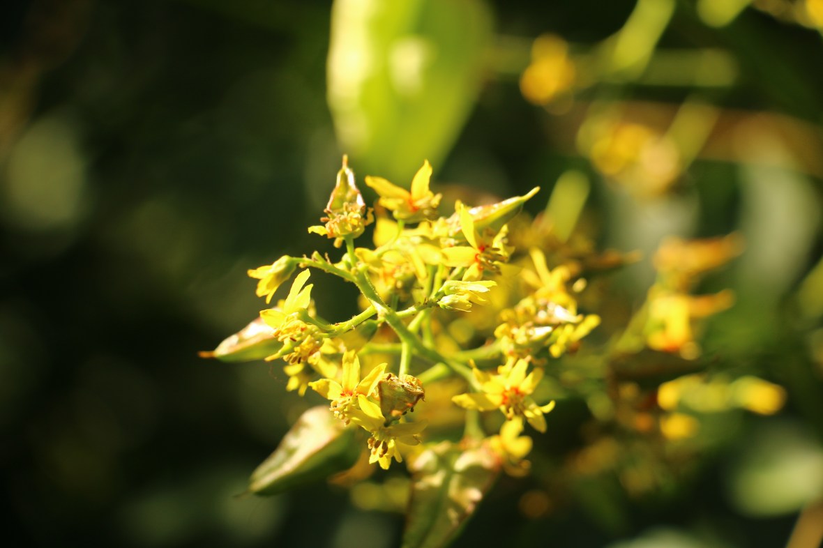 Mini Green Orchids Cluster