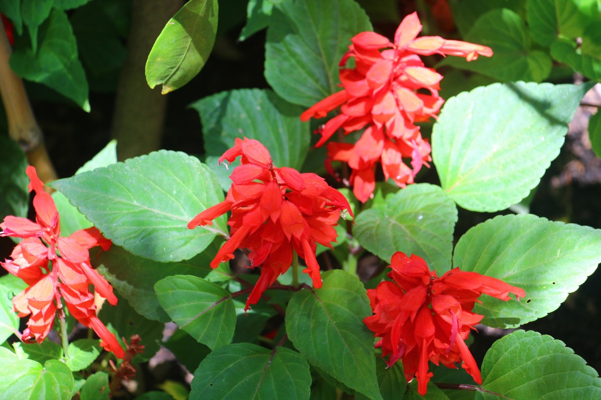 Flowers of Chile "Red Bag"