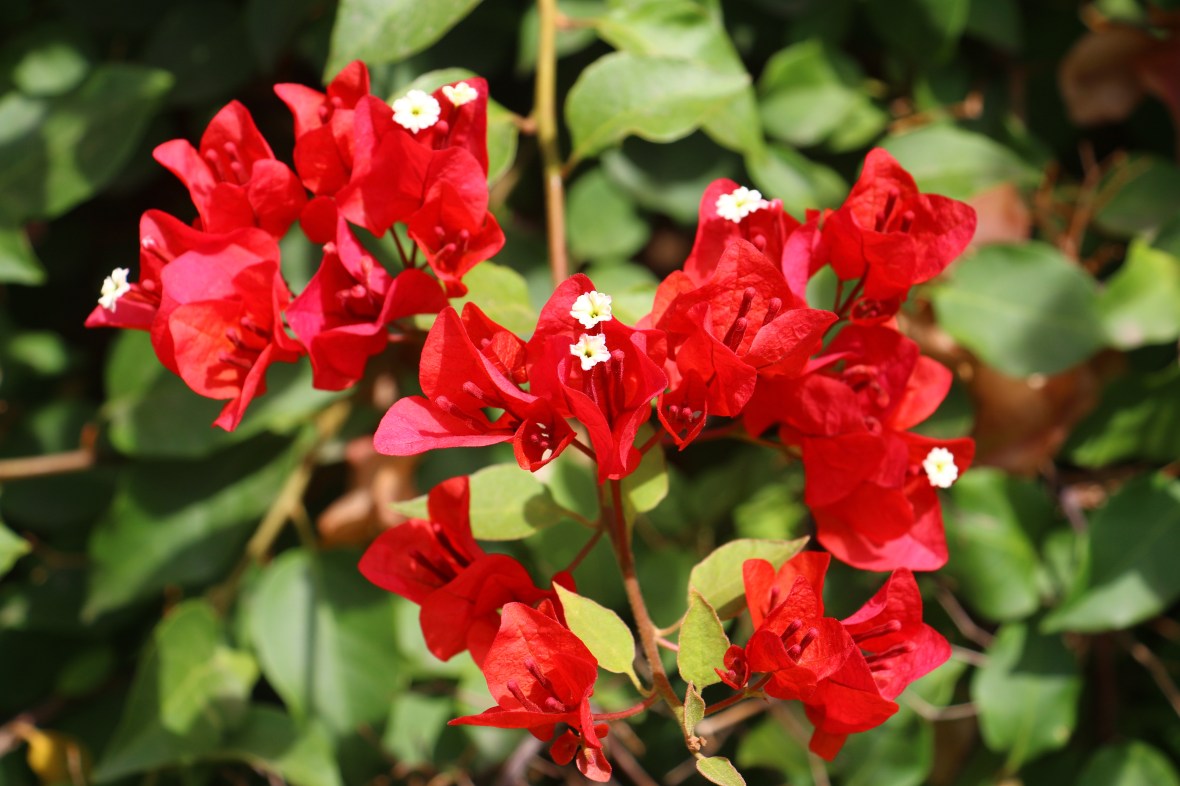 Flowers of Chile "The Red Dresses"