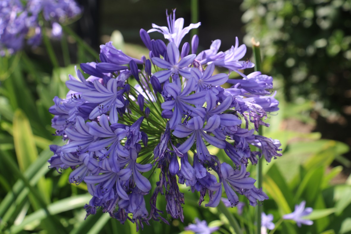 Lavender Agapanthus Bloom Cluster