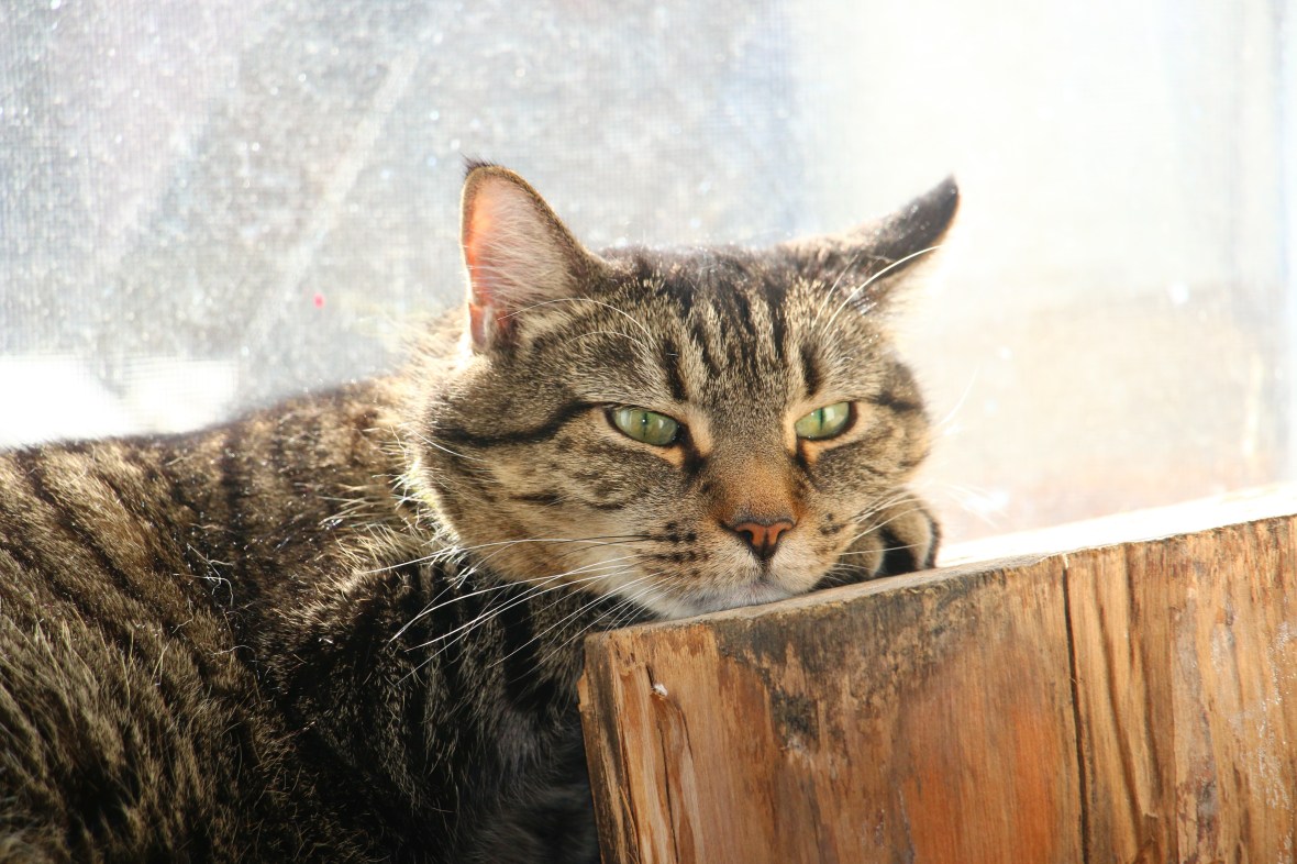 Perfect Model "Resting Pose"