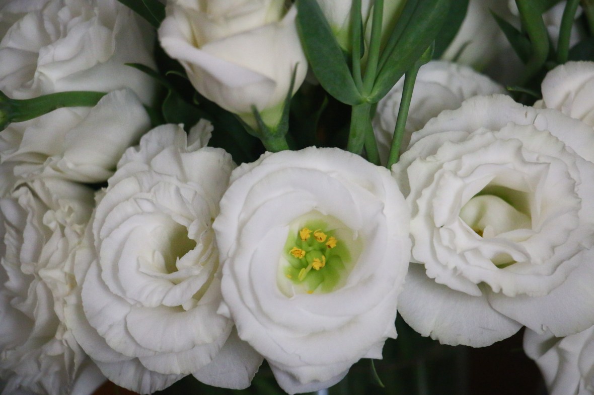 White Lisianthus II