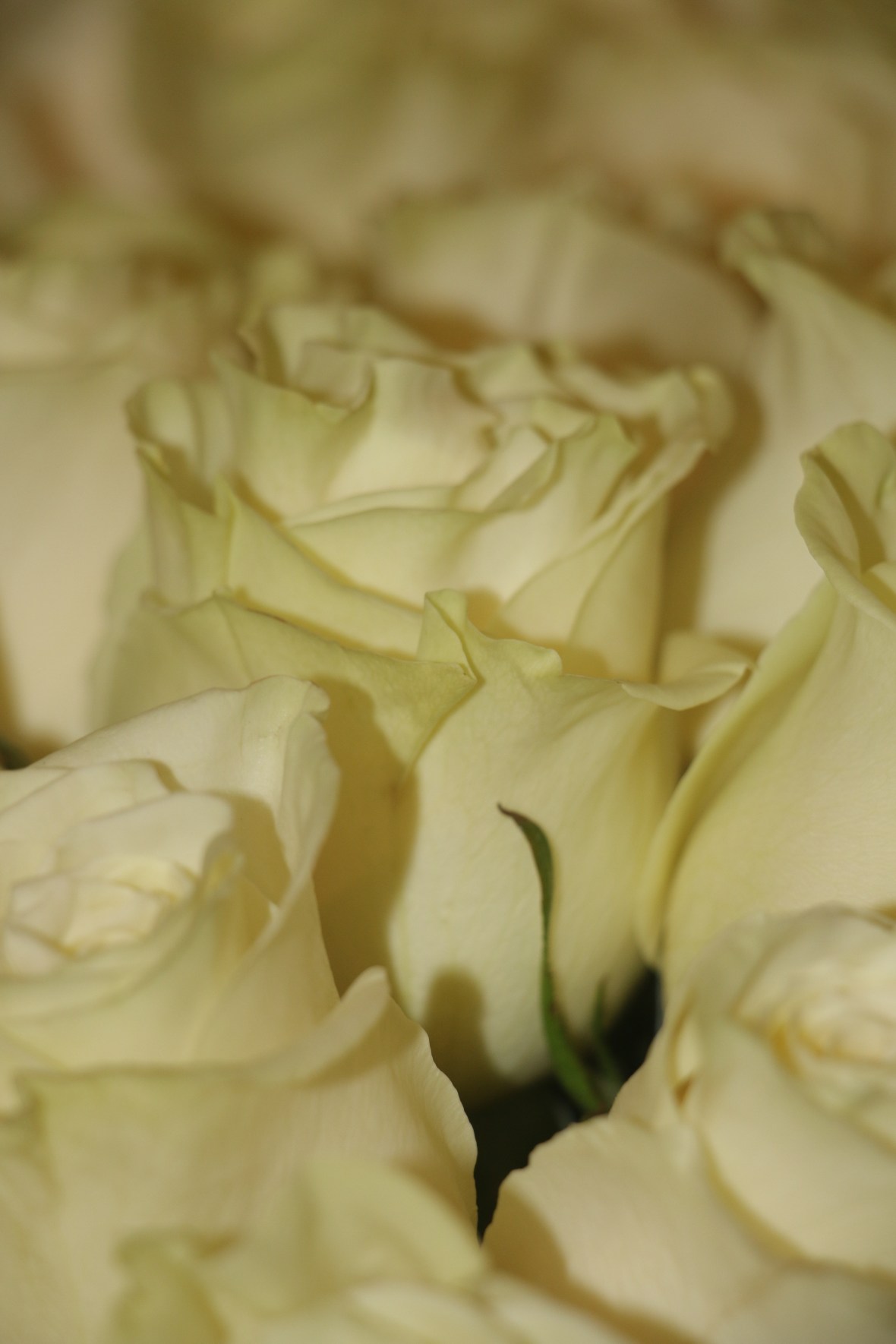 Pale Yellow Roses