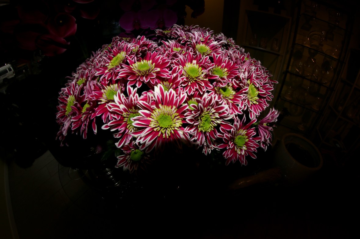 Red, White, & Green Japanese Daisies