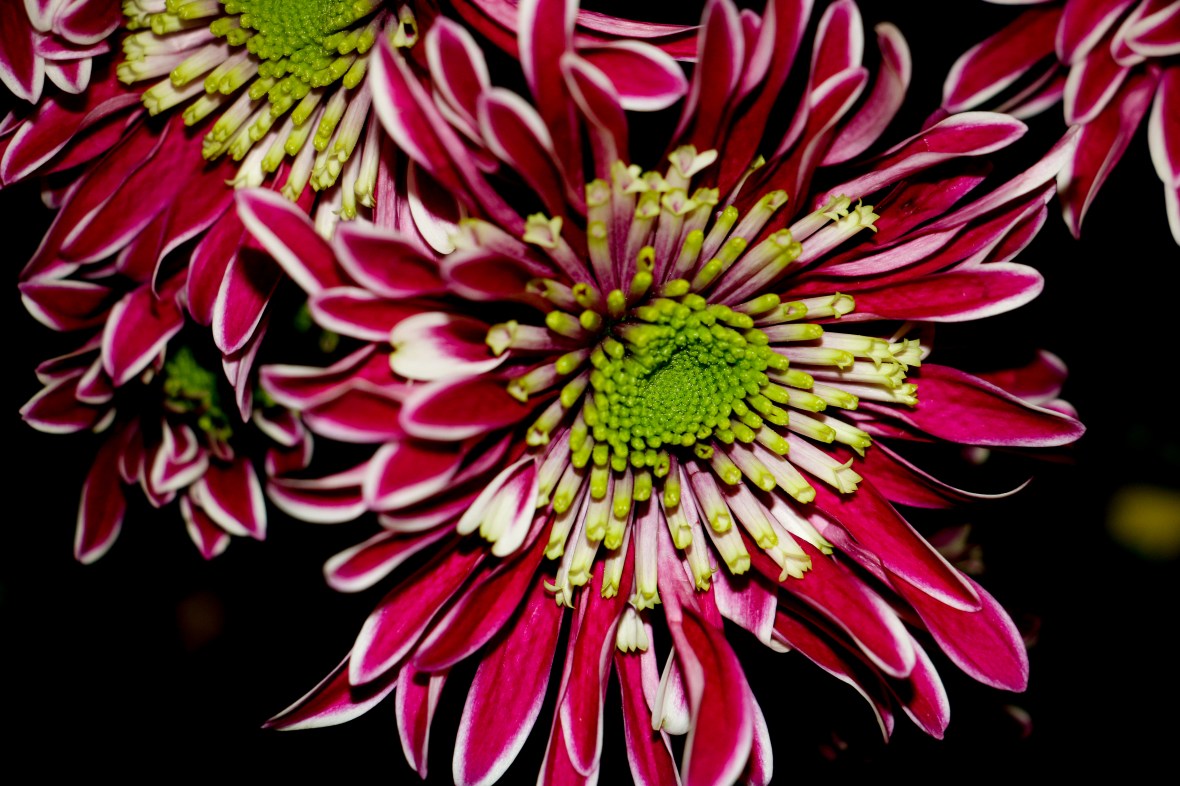 Red White & Green Japanese Daisies II