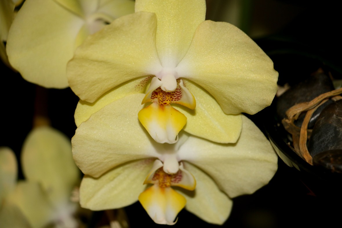 Yellow Orchids