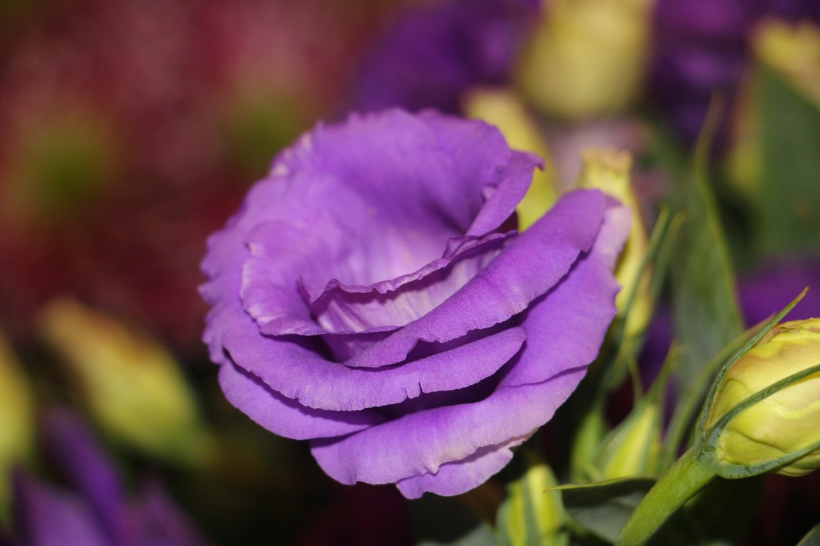Purple Lisianthus 5