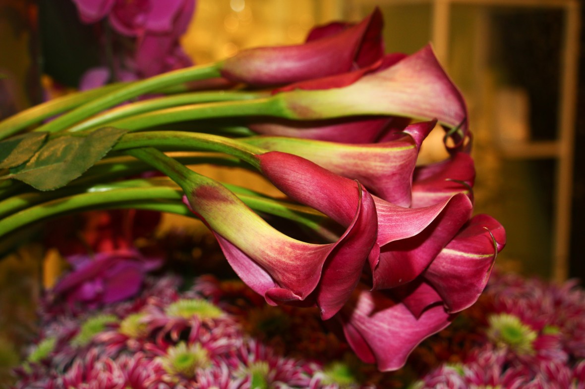 "8 Voices" The Calla - Lilies