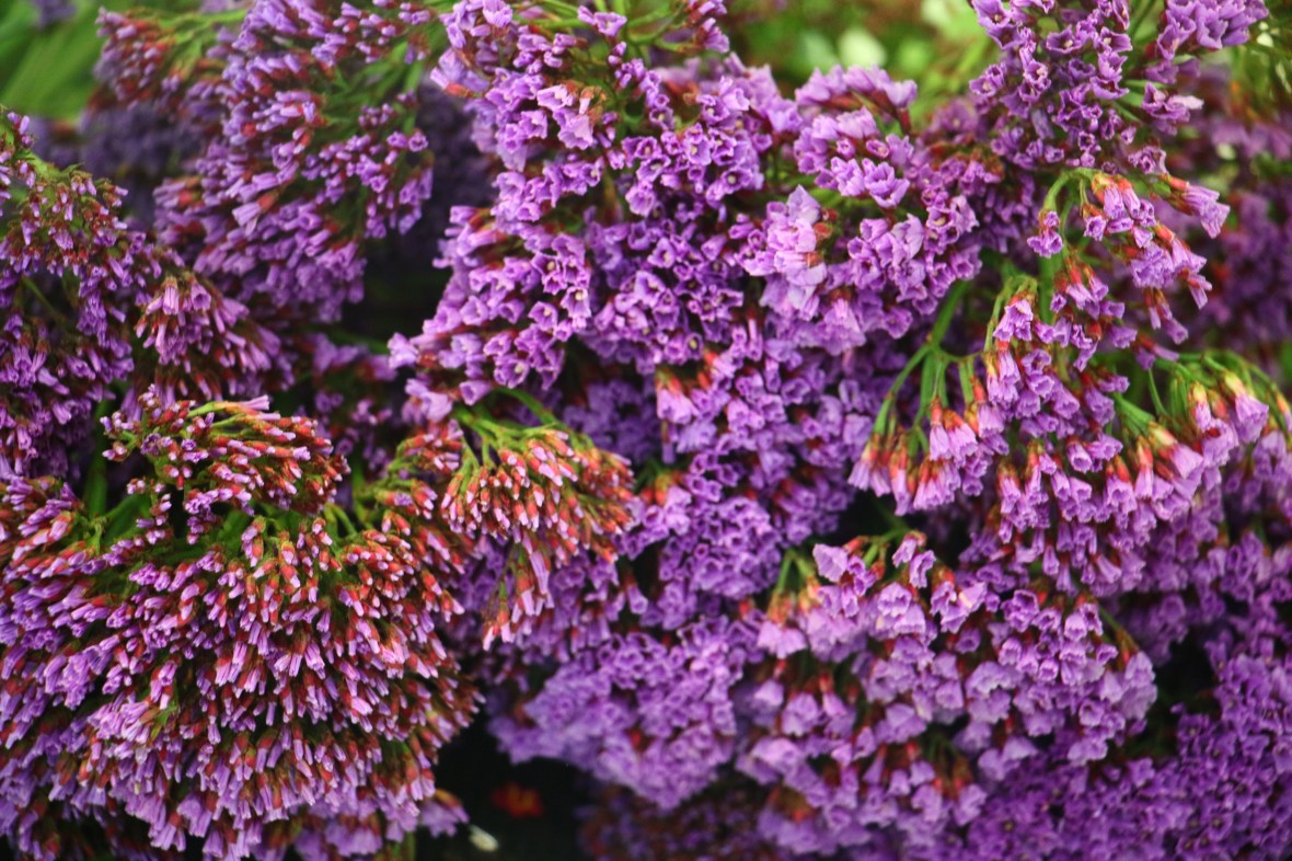 Purple Statice Flower