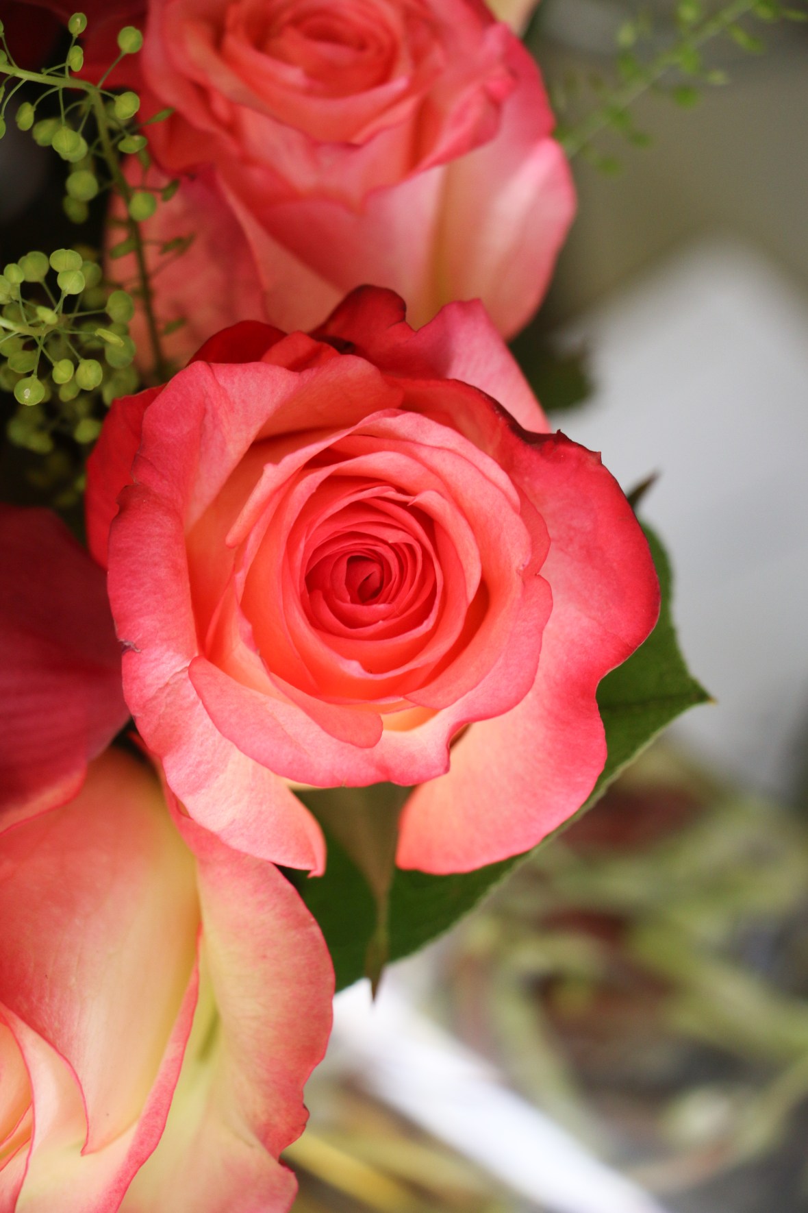 Roses of Valentine: III "XL"