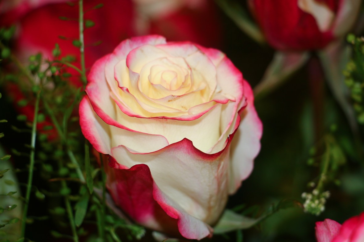 Roses of Valentine: White & Red