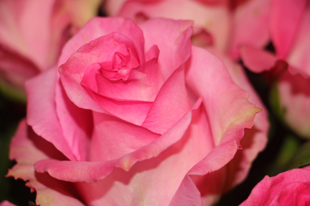 Roses of Valentine High Pink 2