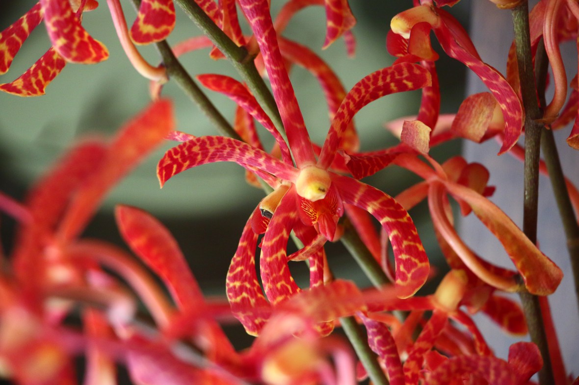 Floral Portrait Series: Red & Yellow Spider Orchid