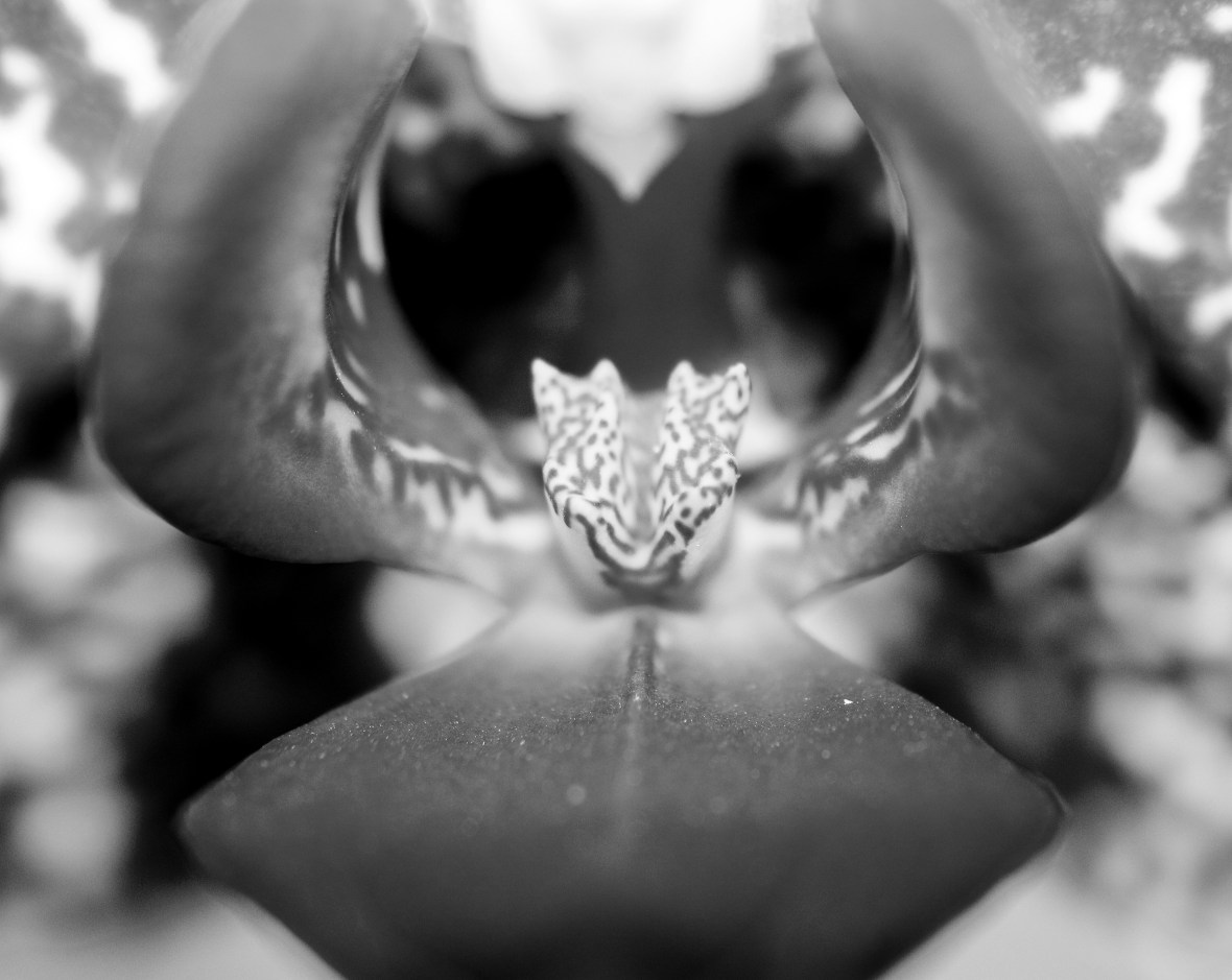 B + W Floral Portrait: Down The Throat Of An Orchid