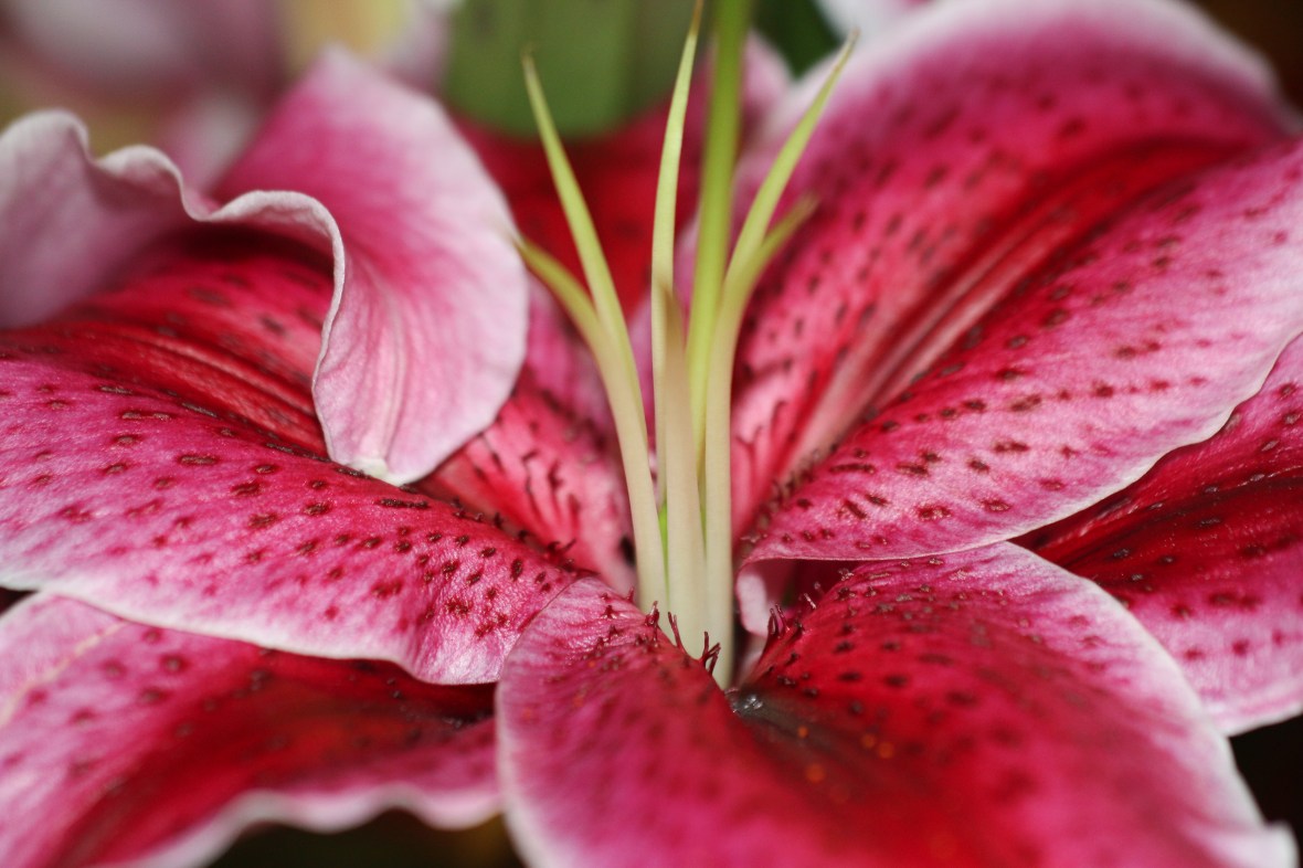 Star Gazer Center Close Up