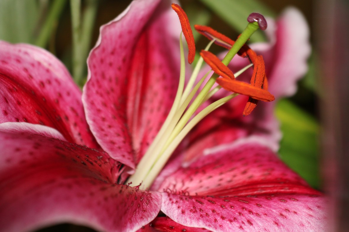 Star Gazer Right Diagonal Center & Petals