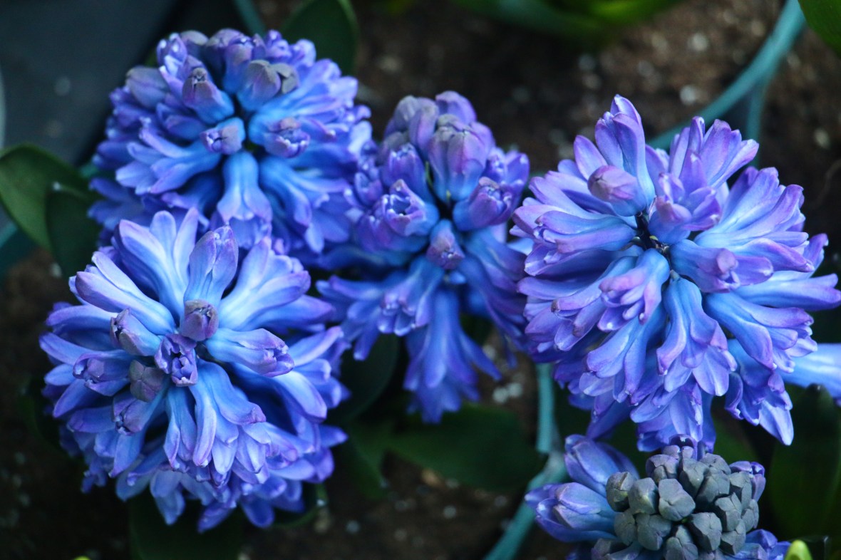 Blueish Purple Hyacinths II