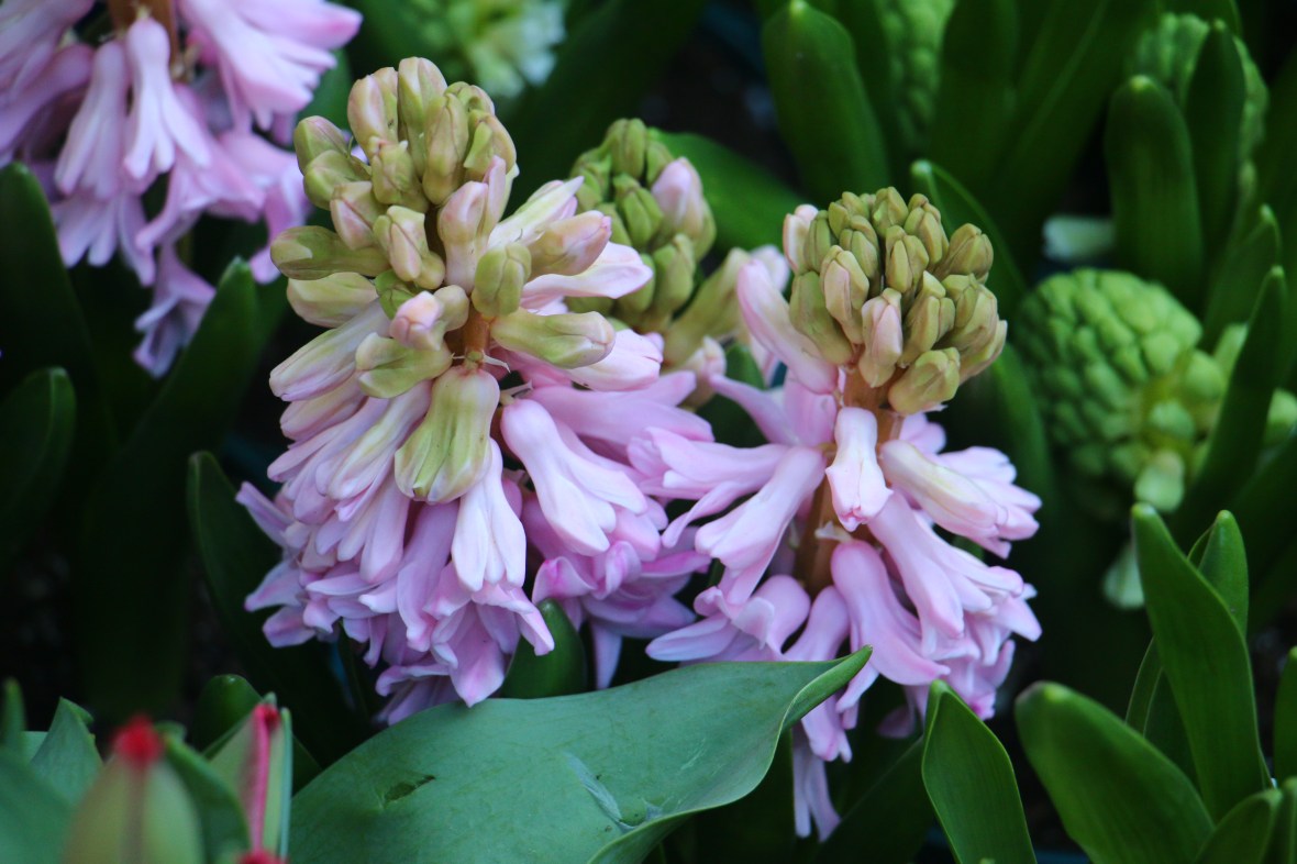 Pink Hyacinths