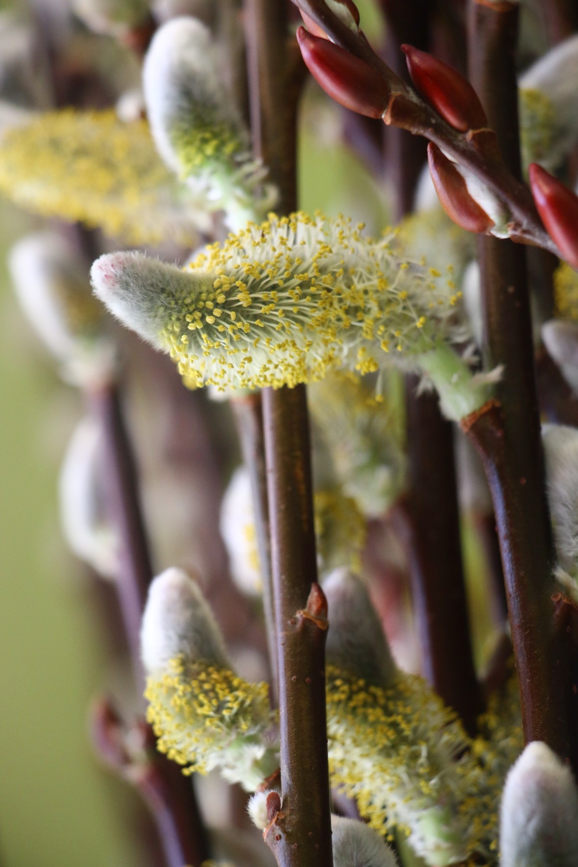 Shot on location at the J Cellan Designs Floral Boutique in East Harlem
