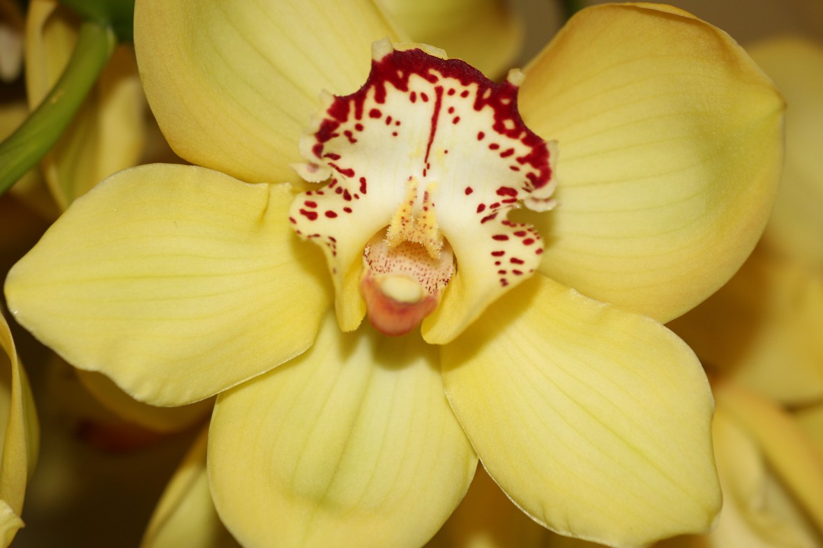 Yellow Cymbidium Orchid "Deuce"